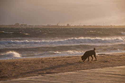 Black dog is enjoying happily on golden sand beach in the afternoon