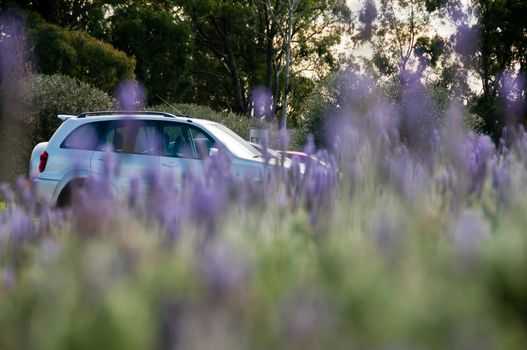 SUV station wagon car in lavender farm in Hokkaido Japan