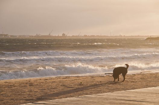 Black dog is enjoying happily on golden sand beach in the afternoon