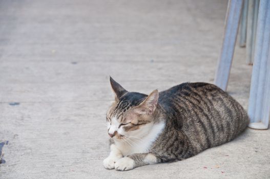 Big fat cute sleepy brown stripped cat sits on a floor day dreaming