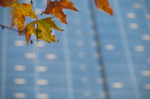 Dried red yellow maple leaves with blurred backgroud of office buildings