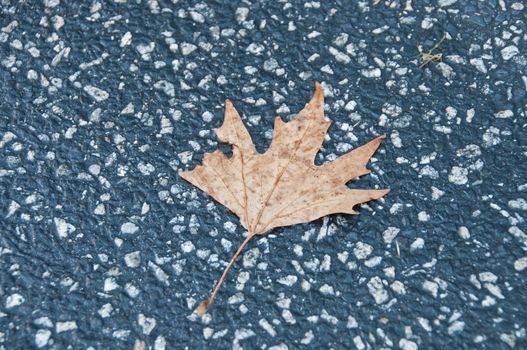 Crispy golden dried maple leaf fallen on a grey concrete pavement in Autumn and early Winter