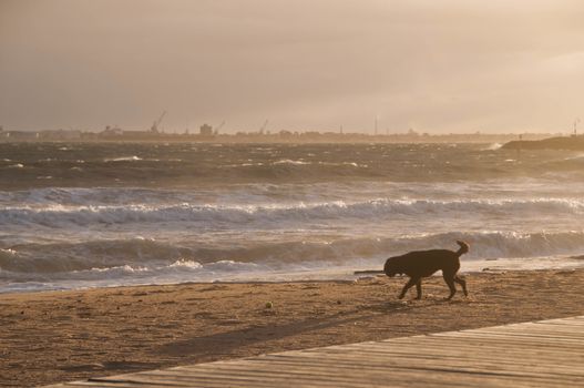 Black dog is enjoying happily on golden sand beach in the afternoon