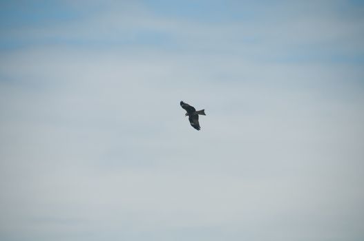 Brown wild Arab desert eagle hawk falcon (Peregrinus plumage) bird flying and spreading wings over blue sky