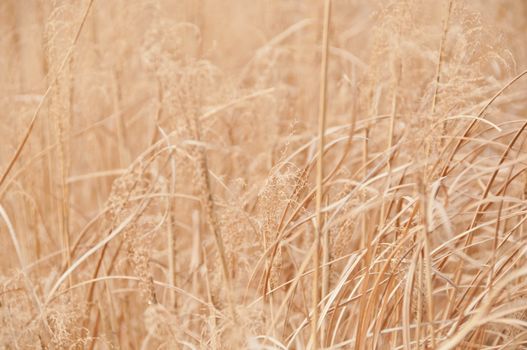 Natural golden field of dried rice staple plants