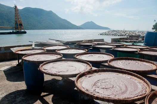 Process of making traditional shrimp paste by laying raw wet shrimp paste on a flat pan in sunny day in fisherman village