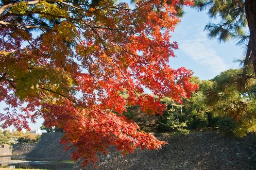 Foliage Autumn leaves in red orange yellow and green colour maple leaves in a sunny day in Tokyo Japan