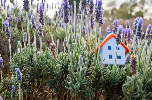 Small soft miniature toy house placed on lavender branch in farm in France