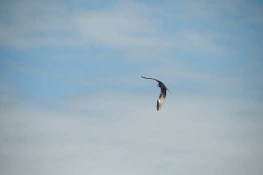 Brown wild Arab desert eagle hawk falcon (Peregrinus plumage) bird flying and spreading wings over blue sky