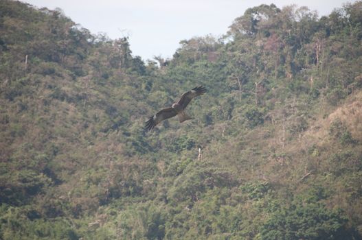 Brown wild Arab desert eagle hawk falcon (Peregrinus plumage) bird flying and spreading wings in the forest