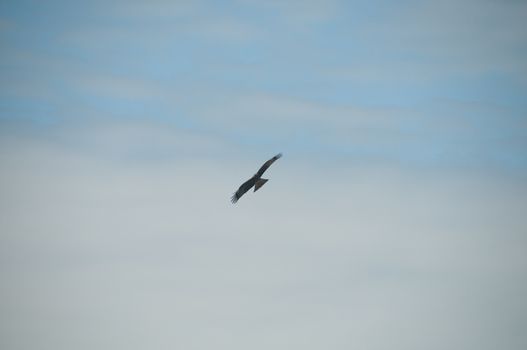 Brown wild Arab desert eagle hawk falcon (Peregrinus plumage) bird flying and spreading wings over blue sky