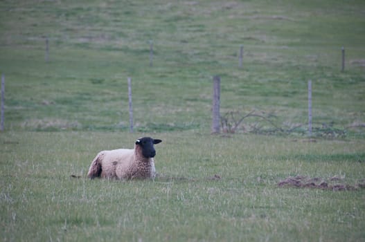 White fluffy wild sheep sit and eat green grass in country lush field