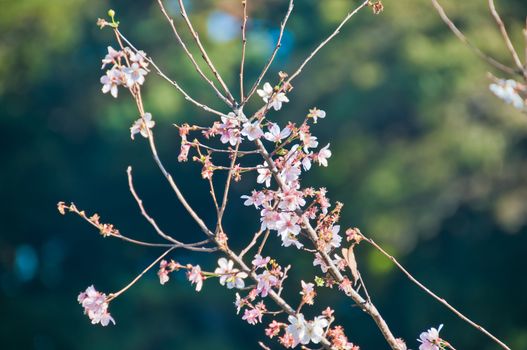 Bright shine beautiful cherry blossom Japanese Sakura blooms in late Autumn morning with sunlight reflection glow on flowers