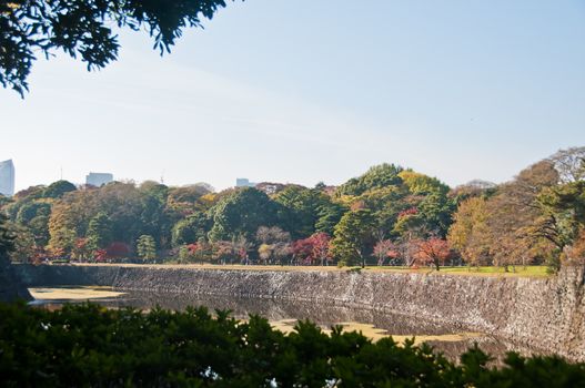 Foliage Autumn leaves in red orange yellow and green colour maple leaves in a sunny day in Tokyo Japan near a dried canal.