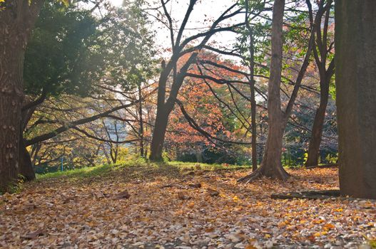 Calm serenity blissful foliage scene of empty park in late Autumn morning in Tokyo Japan