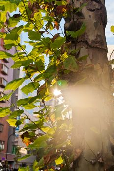 Sunny flare reflection of the light morning sun with fresh green lush tree leaves