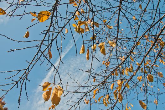 Golden yellow foliage dried leaves in late Autumn with blue sky cloudy sunny day