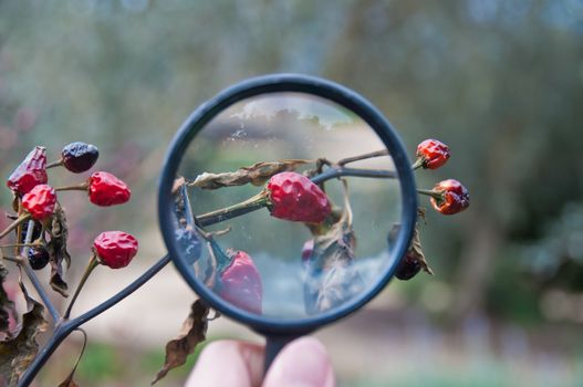 A hand holding a magnifier to zoom red chilli fruit