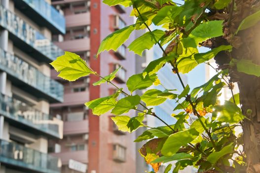 Calm scene of light morning sun with fresh green lush tree leaves in a busy city with high-rise residential apartments