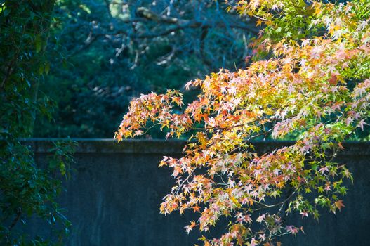 Foliage Autumn leaves in red orange yellow and green colour maple leaves in a sunny day in Tokyo Japan