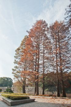 Multicolour foliage orange red yellow breen leaves of pine trees in a park in Tokyo Japan in late Autumn