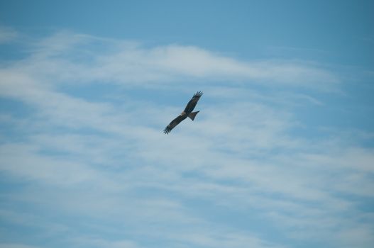 Brown wild Arab desert eagle hawk falcon (Peregrinus plumage) bird flying and spreading wings over blue sky