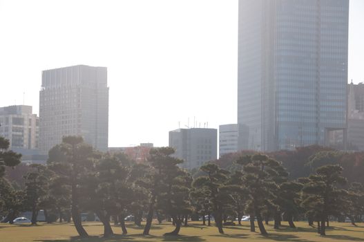 Old and ancient Japanese pine trees planted on lush green lawn in front of Tokyo group of office buildings in financial and central business district