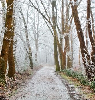 Beautiful winter shot at a lake and forest with snow and ice