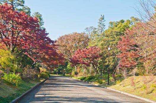 Foliage Autumn leaves in red orange yellow and green colour on a sunny day with a long empty road in Tokyo Japan