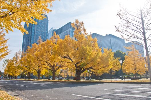 Golden leaves foliage ginkgo Maidenhair trees in front of high-rise corporate office buildings in late Autumn in Tokyo Japan