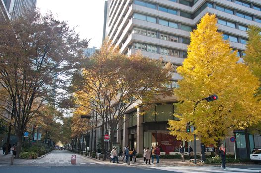 TOKYO, JAPAN - DECEMBER 1, 2018: Long road alley shopping street with ginkgoo yellow foliage leaves trees in late Autumn. There are many people walk on the street.