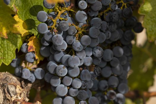 Unharvested grapes, in the autumnal vineyards of Campo de Borja, near the small town of Magallon, Aragon, Spain.