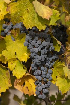 Unharvested grapes, in the autumnal vineyards of Campo de Borja, near the small town of Magallon, Aragon, Spain.