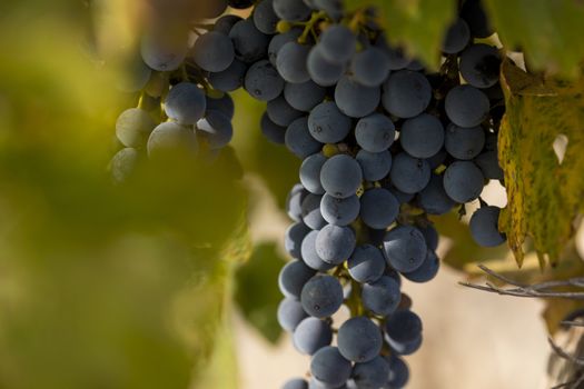 Unharvested grapes, in the autumnal vineyards of Campo de Borja, near the small town of Magallon, Aragon, Spain.