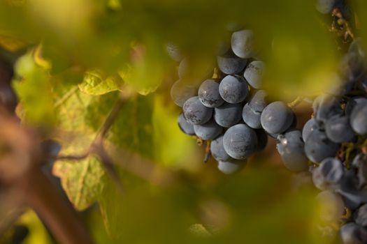 Unharvested grapes, in the autumnal vineyards of Campo de Borja, near the small town of Magallon, Aragon, Spain.