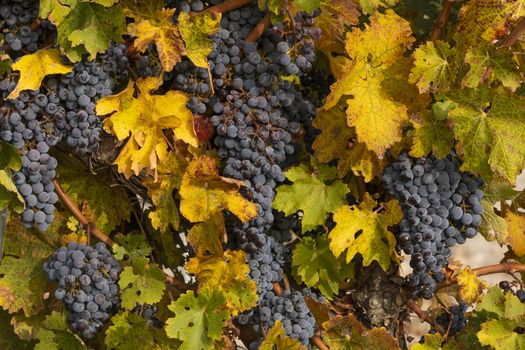 Unharvested grapes, in the autumnal vineyards of Campo de Borja, near the small town of Magallon, Aragon, Spain.