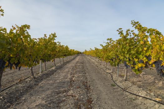 Vineyards with autumnal green and yellow leaves in the Campo de Borja region, near the small town of Magallon, Aragon, Spain.