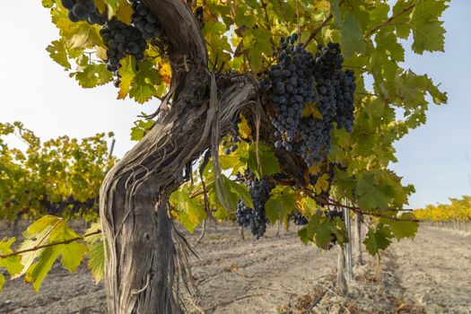 Vineyards with autumnal green and yellow leaves in the Campo de Borja region, near the small town of Magallon, Aragon, Spain.