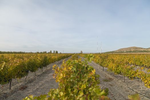 Vineyards with autumnal green and yellow leaves in the Campo de Borja region, near the small town of Magallon, Aragon, Spain.