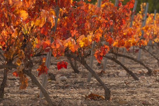 Vineyards with autumnal red leaves in the Campo de Borja region, near the small town of Magallon, Aragon, Spain.