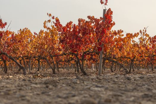 Vineyards with autumnal red leaves in the Campo de Borja region, near the small town of Magallon, Aragon, Spain.