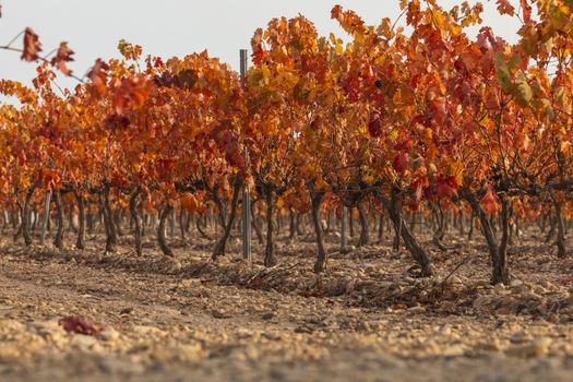 Vineyards with autumnal red leaves in the Campo de Borja region, near the small town of Magallon, Aragon, Spain.