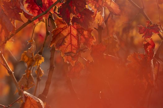 Vineyards with autumnal red leaves in the Campo de Borja region, near the small town of Magallon, Aragon, Spain.