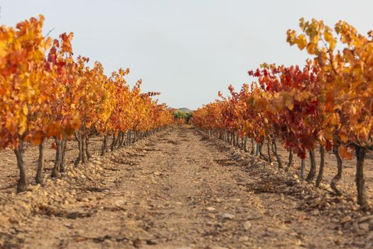 Vineyards with autumnal red leaves in the Campo de Borja region, near the small town of Magallon, Aragon, Spain.