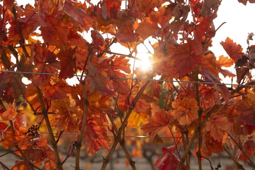 Vineyards with autumnal red leaves in the Campo de Borja region, near the small town of Magallon, Aragon, Spain.