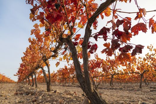 Vineyards with autumnal red leaves in the Campo de Borja region, near the small town of Magallon, Aragon, Spain.