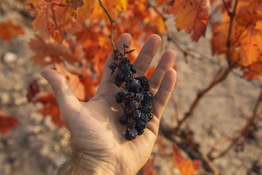 Natural raisins from the vineyards of Campo de Borja, near the small town of Magallon, Aragon, Spain.