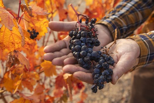 Natural raisins from the vineyards of Campo de Borja, near the small town of Magallon, Aragon, Spain.