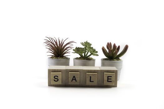 Houseplants sale concept succulents in small pots and sale letters