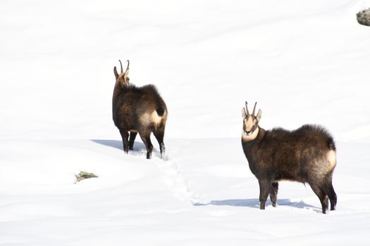 The chamois on the snow, in the Gran Paradiso park